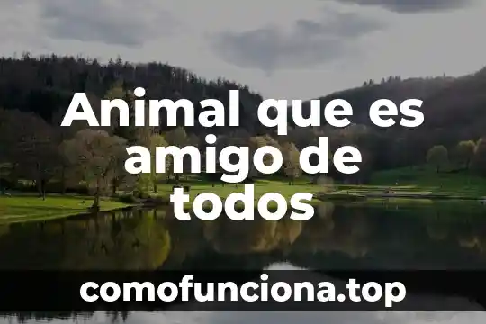 Que es un animal koala 6 Animal que es amigo de todos