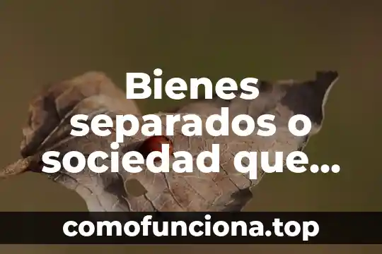 Que es la libertad y la sociedad 3 Bienes separados o sociedad que es mejor