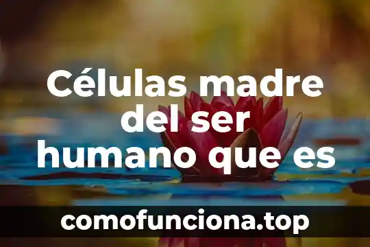 Qué es el ser humano para niños 5 Células madre del ser humano que es