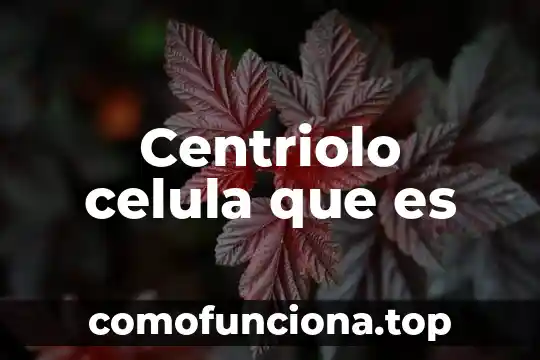 Qué es el centiolos de la célula animal 6 Centriolo celula que es