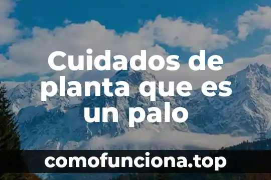 Qué es un plan de cuidados en paciente 8 Cuidados de planta que es un palo