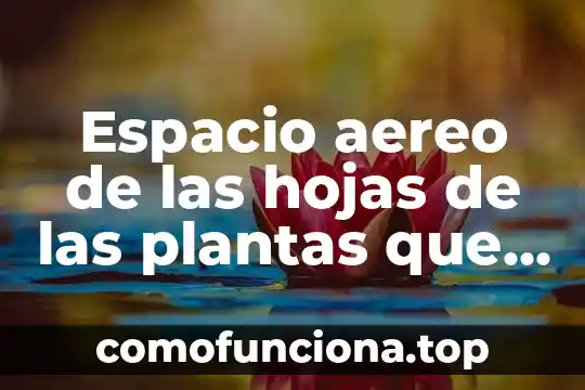 Que es pulverizar las hojas de una planta 3 Espacio aereo de las hojas de las plantas que es
