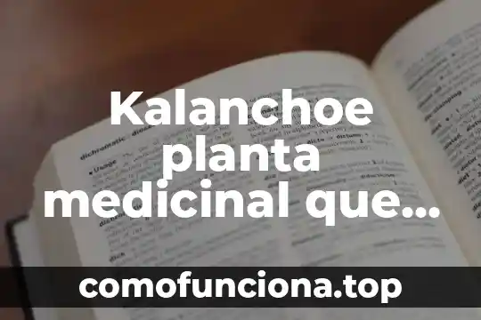 Que es malojillo planta medicinal 8 Kalanchoe planta medicinal que es
