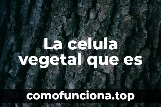 Que es ribosomas d la celula animal 6 La celula vegetal que es