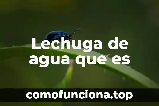 El agua de horchata que es elemento compuesto o mezcla 7 Lechuga de agua que es