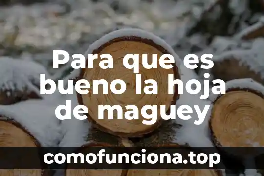 Jengibre planta para que es bueno 8 Para que es bueno la hoja de maguey