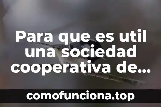 Que es sociedad cooperativa una empersa 6 Para que es util una sociedad cooperativa de consumo