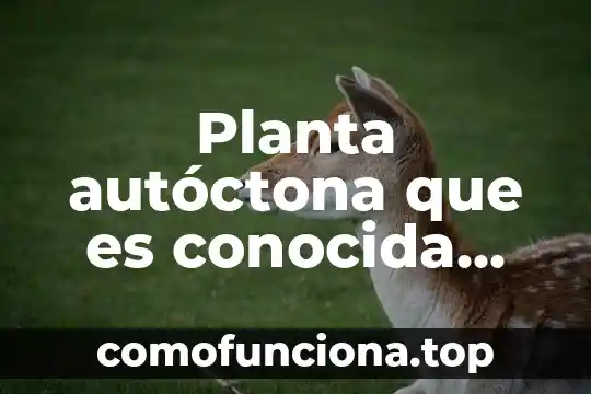 Que es la droga conocida como perico 5 Planta autóctona que es conocida como ruda siria
