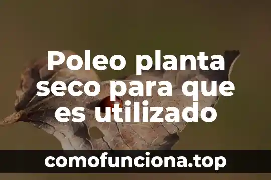 Que es una planta salinera 7 Poleo planta seco para que es utilizado