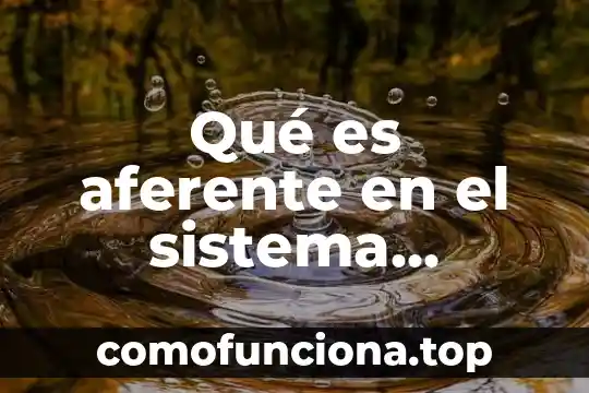 Qué es el tejido nervioso definición 3 Qué es aferente en el sistema nervioso