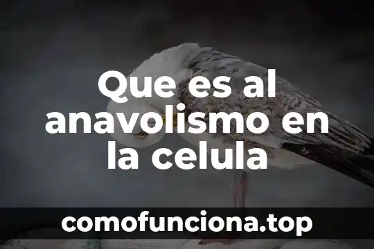 Que es el nucleolo en la celula animal 4 Que es al anavolismo en la celula