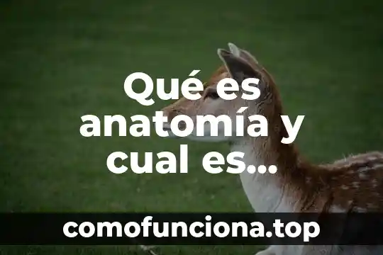 Que es proyecto de vida y sus caracteristicas 4 Qué es anatomía y cual es concepto