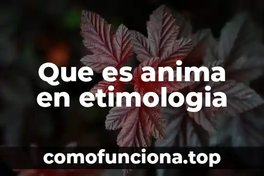 Que es la etimología de los cuidados de enfermeria 4 Que es anima en etimologia