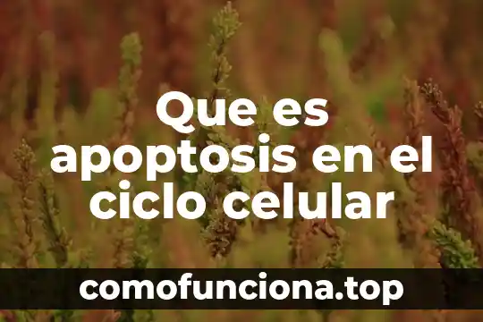 Qué es un ciclo en teoría de grafos 7 Que es apoptosis en el ciclo celular