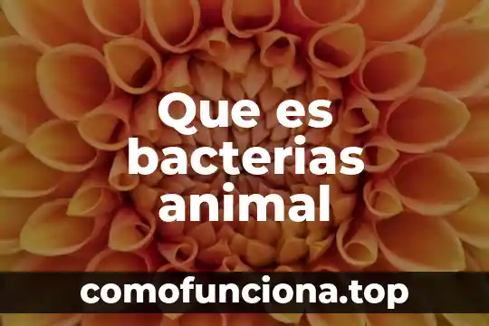 Que es un carnero animal 6 Que es bacterias animal