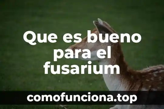 Para que es bueno la flor de cempasúchil 6 Que es bueno para el fusarium