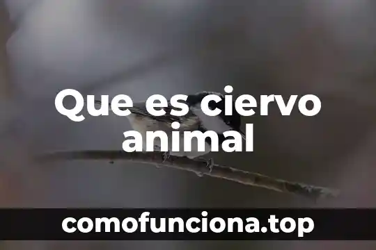 Que es un animal nocturno ejemplos 8 Que es ciervo animal