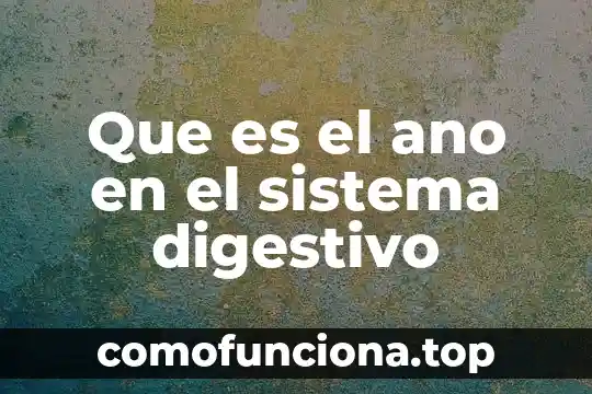 Qué es el sistema digestivo definición 3 Que es el ano en el sistema digestivo