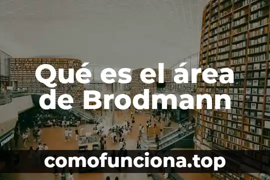 Área de apacentamiento que es 4 Qué es el área de Brodmann