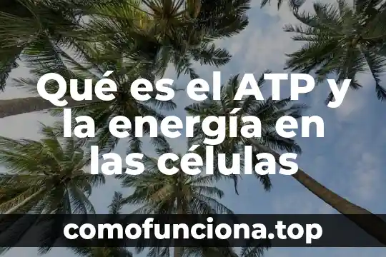 Que es transferencia de energía eléctrica 3 Qué es el ATP y la energía en las células