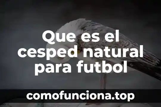 Que es region natural y region social en un mapa 3 Que es el cesped natural para futbol