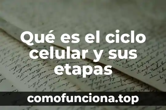 Qué es un ciclo en teoría de grafos 5 Qué es el ciclo celular y sus etapas