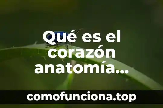 Aun el hombre que es puro de corazón 6 Qué es el corazón anatomía pruebas de laboratorio enfermedades