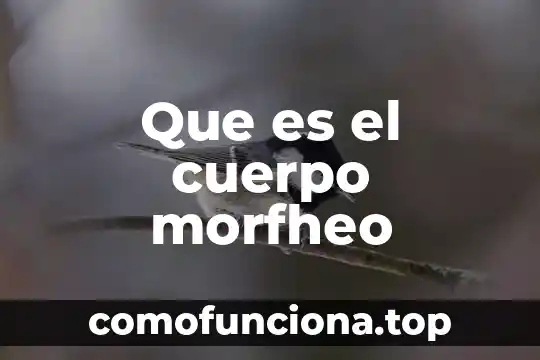 Conclusión de que es ética 5 Que es el cuerpo morfheo