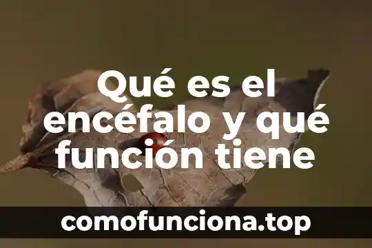Qué es una función identidad y sus propiedades 4 Qué es el encéfalo y qué función tiene