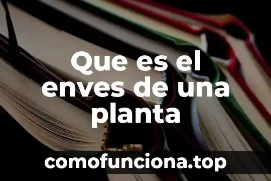 Que es juego smbolico 7 Que es el enves de una planta