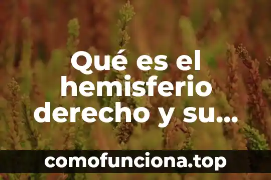 Que es una funcion o formula en excel 8 Qué es el hemisferio derecho y su función