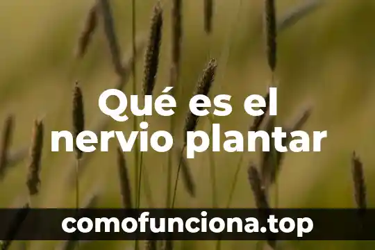 Que es una gestion de almacen 3 Qué es el nervio plantar