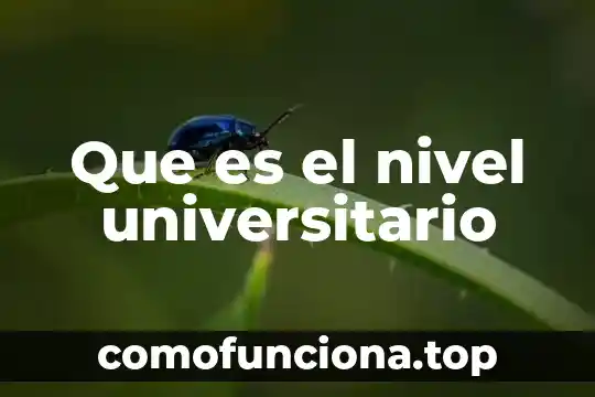 Que es el significado de chihuahua 8 Que es el nivel universitario