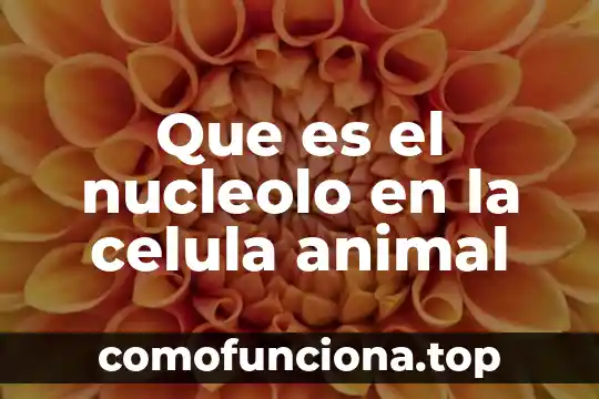 Qué es la célula procariote 3 Que es el nucleolo en la celula animal