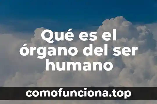 Que es el organo de control constitucional 5 Qué es el órgano del ser humano