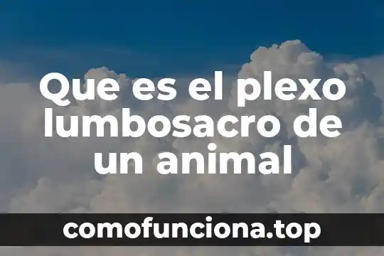 Ramificaciones ejemplos de que es 6 Que es el plexo lumbosacro de un animal