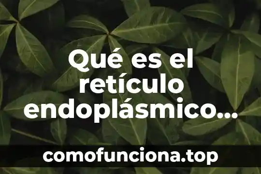 Que es el pensamiento de caracter educativo 6 Qué es el retículo endoplásmico celular