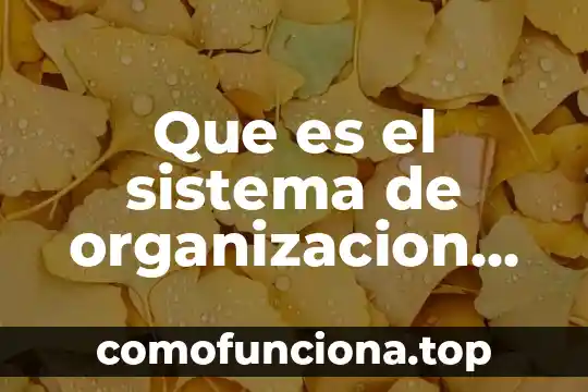 Que es la organizacion mundial de aduana 4 Que es el sistema de organizacion lineo funcional