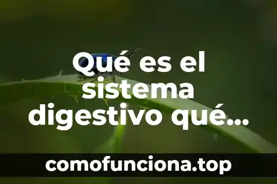 Qué es el sistema digestivo definición 8 Qué es el sistema digestivo qué es