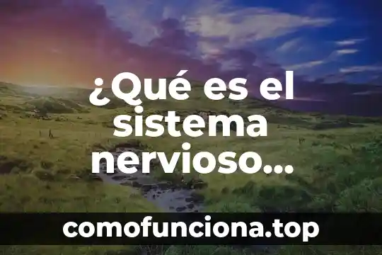 Qué es el tejido nervioso definición 4 ¿Qué es el sistema nervioso central y qué función cumple?
