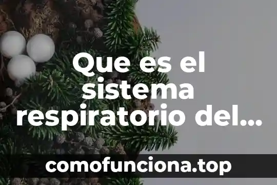 Que es el aparato respiratorio enfermedades animado 7 Que es el sistema respiratorio del mamifero