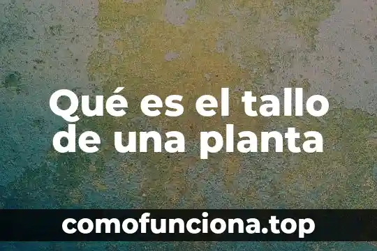 Que es mediando 7 Qué es el tallo de una planta