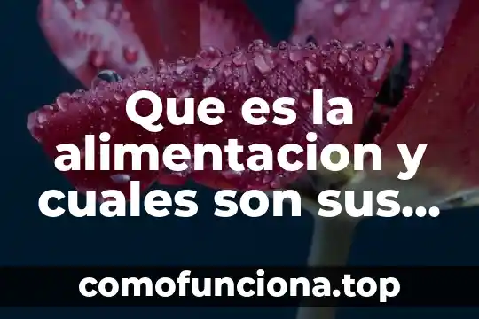 Que es cultura organizacional y cuales son sus elementos 6 Que es la alimentacion y cuales son sus caracteristicas