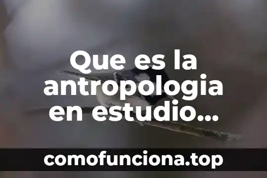Gráfica circular definición qué es y concepto 5 Que es la antropologia en estudio sistematico de la humanidad