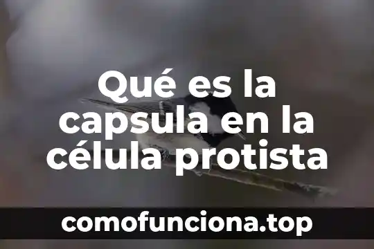 Que es el nucleolo en la celula animal 7 Qué es la capsula en la célula protista