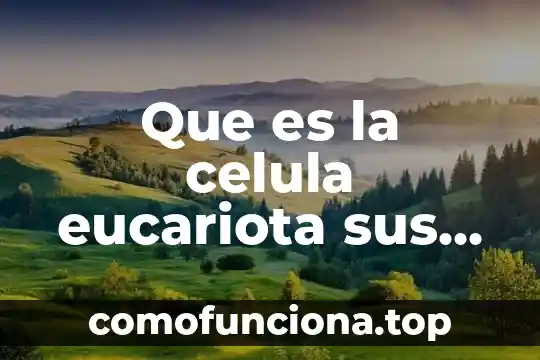 Que es una celula eucariota animal funciones y caracteristicas 6 Que es la celula eucariota sus partes y funciones