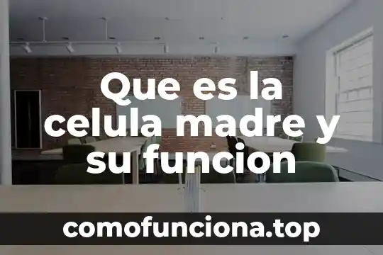 Qué es una función identidad y sus propiedades 8 Que es la celula madre y su funcion