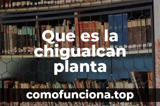 Que es la moringa planta medicinal 3 Que es la chigualcan planta