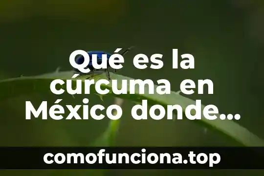 Significado de que es perico donde quiera es verde 6 Qué es la cúrcuma en México donde la compro