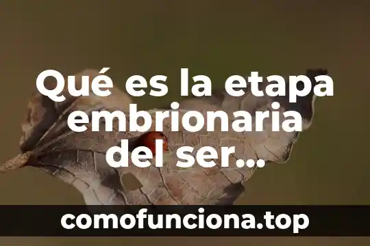 Que es la reflexion en el ser humano 8 Qué es la etapa embrionaria del ser humano
